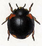 Exochomus scapularis