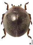 Exoplectra funebris