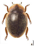  Gordonoryssomus deyrrollei