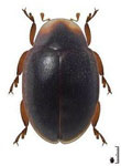 Gordonoryssomus sp. 1