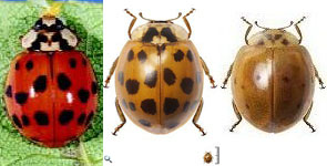 Harmonia axyridis