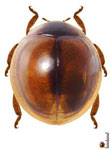 Harpasus zonatus