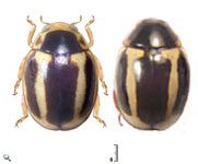 Hyperaspis conclusa