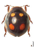 Hyperaspis divaricata