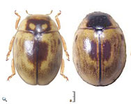 Hyperaspis brethesi