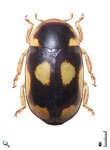 Hyperaspis longula