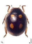 Hyperaspis sp. 6