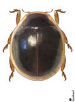 Hyperaspis unimaculosa