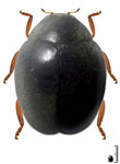  Magnodiomus leonardi