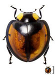 Neda ostrina peruviana