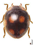 Neorhizobius barrigai