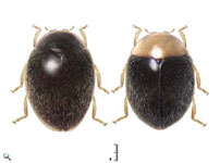  Nephaspis acuta