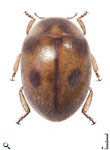 Nephaspis picturata