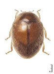  Nephaspis sp. 2