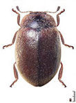 Nothocolus germaini