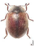 Nothocolus sicardi