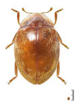 Orynipus chilensis