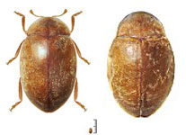 Orynipus darwini