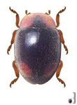  Oryssomus subterminatus