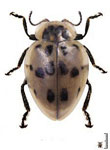 Oxytella longula