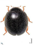  Parastethorus histrio