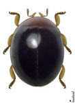 Pentilia sp. 1