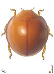 Pentilia cincta