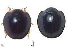 Pentilia egena