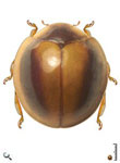 Pentilia sp. 5