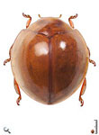 Pentilia sp. 7