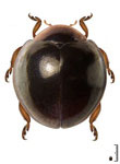 Pentilia sp. 8