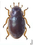 Prodilis sp. 3