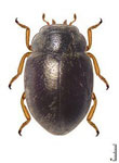 Prodilis sp. 4