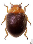 Prodilis sp. 7