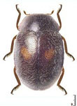 Prodiloides bipunctata