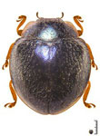  Pseudoladoria simulans