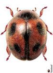 Rodolia cardinalis