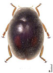 Scymnobius sp. 3