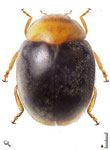 Scymnus (Pullus) bicolor