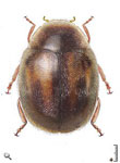 Scymnus (Pullus) citreus