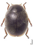  Scymnus (Pullus) demerarensis