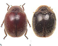  Scymnus (Pullus) hamatus