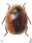 Scymnus (Pullus) loewii 