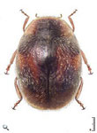 Scymnus (Pullus) pictilis