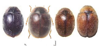 Scymnus (Pullus) rubicundus