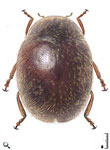  Scymnus (Pullus) simillimus