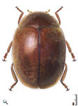 Scymnus (Pullus) sp. 13