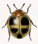 Seladia beltiana