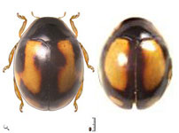 Serratitibia sp. 10