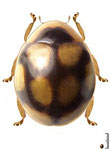 Serratitibia sp. 13